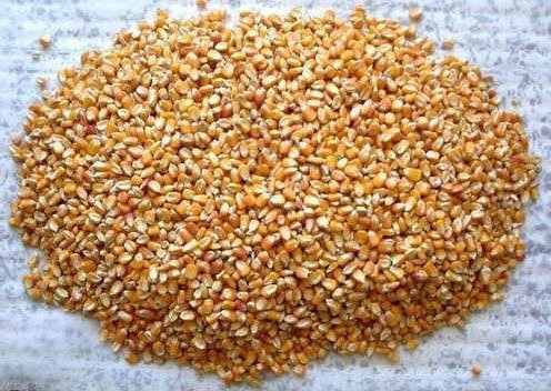 Picture of Corn 1