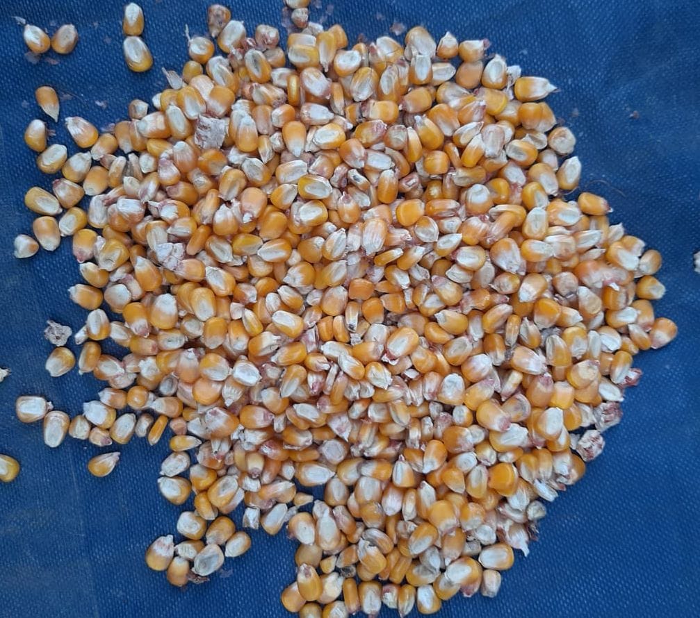 Picture of Corn 3