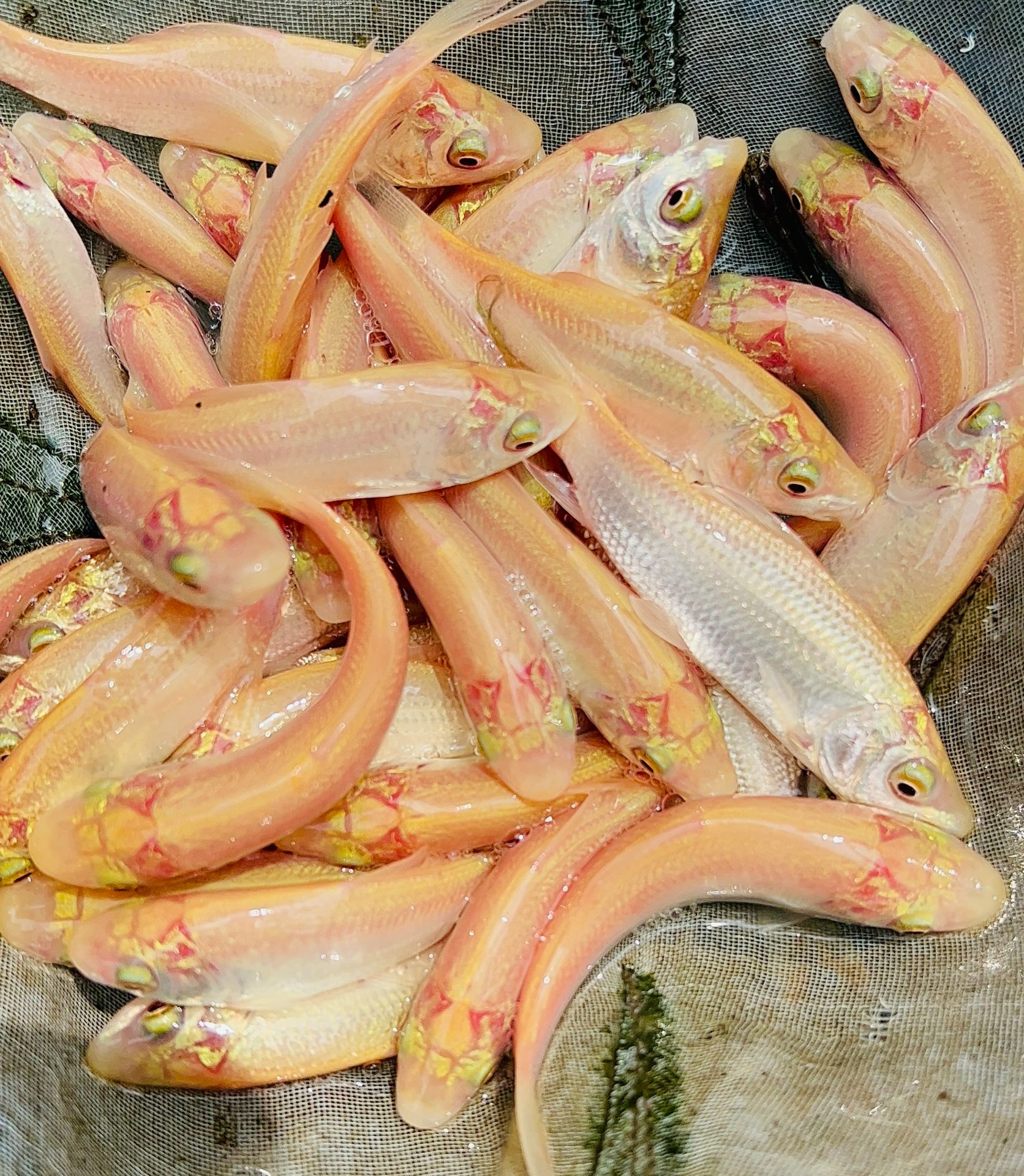 Picture of Carp Fish 1