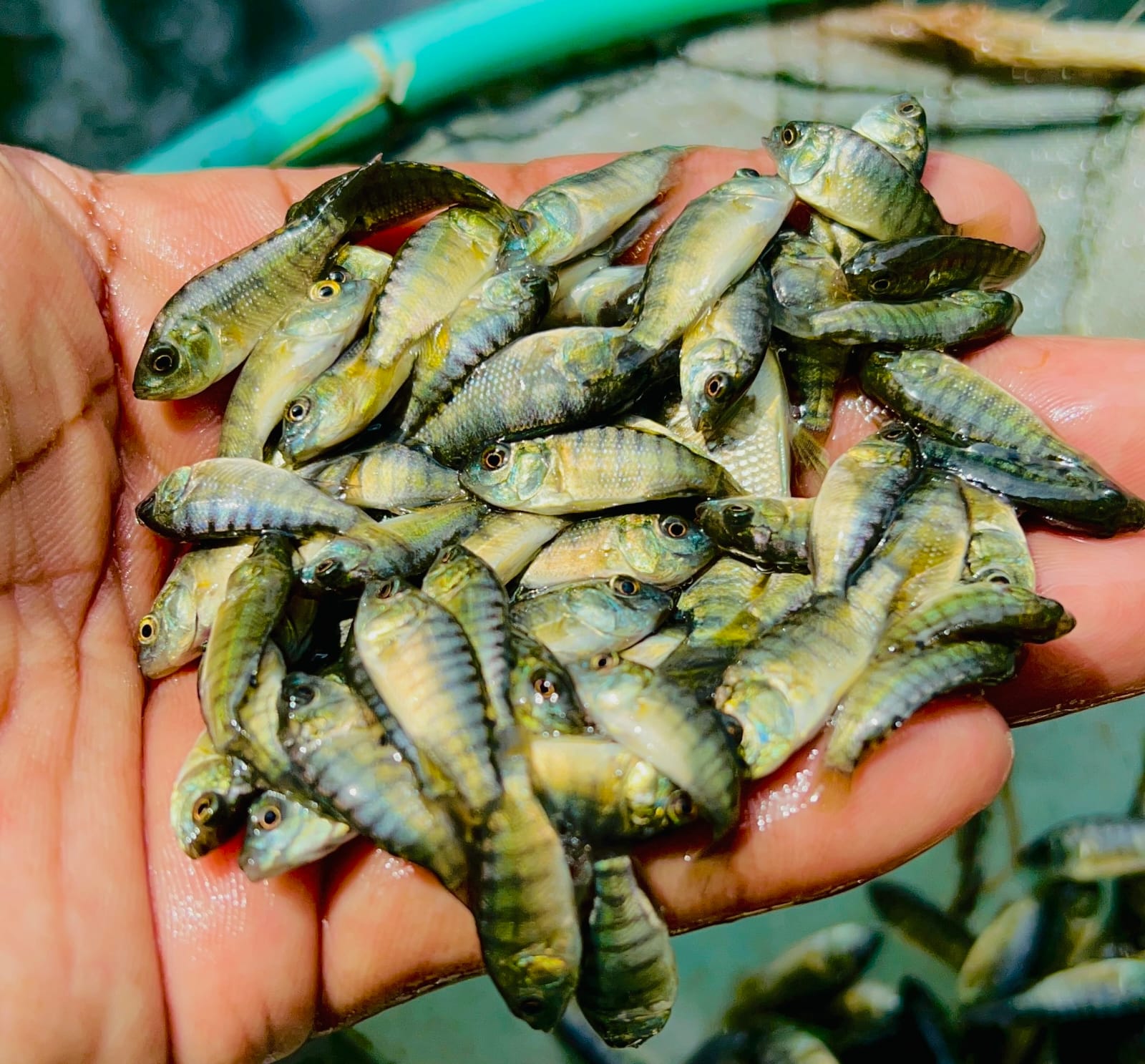 Picture of Tilapia 1