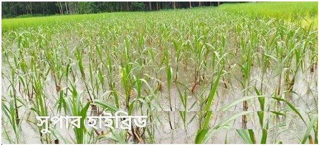 Picture of Grain Crops 1