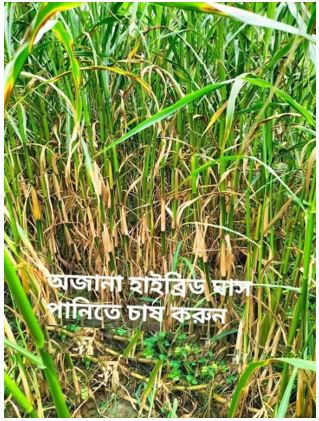 Picture of Grain Crops 2