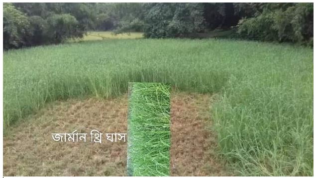Picture of Grain Crops 3
