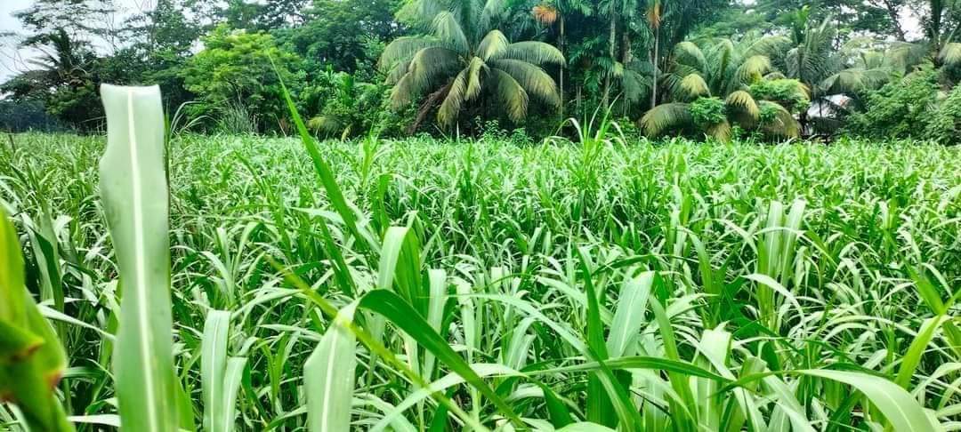 Picture of Grain Crops 5