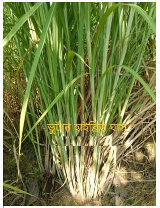 Picture of Grain Crops 7