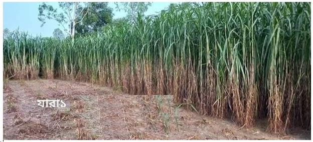 Picture of Grain Crops 4