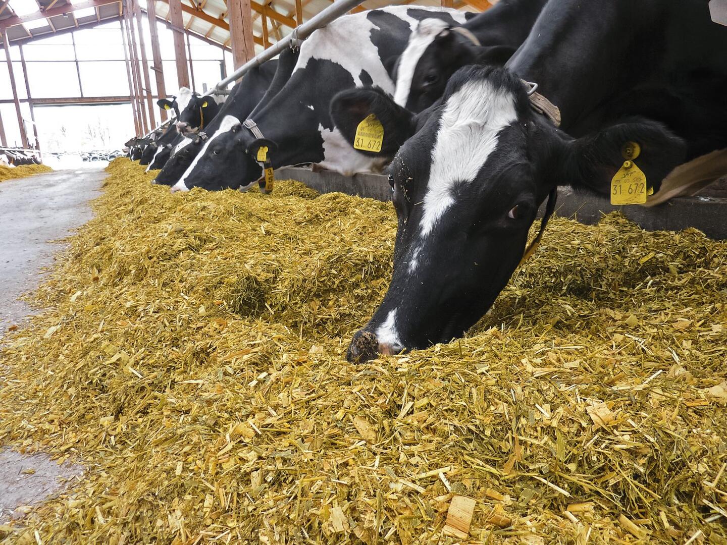 Picture of Silage 7