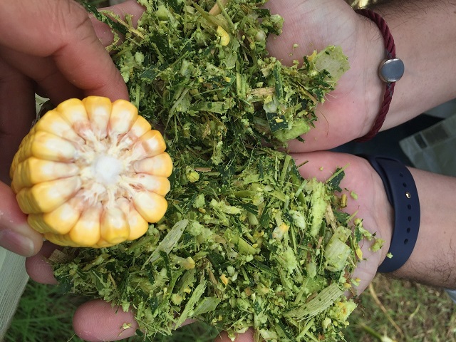 Picture of Silage 7