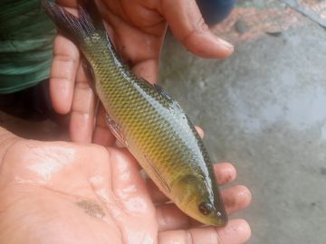 Picture of Carp Fish 2