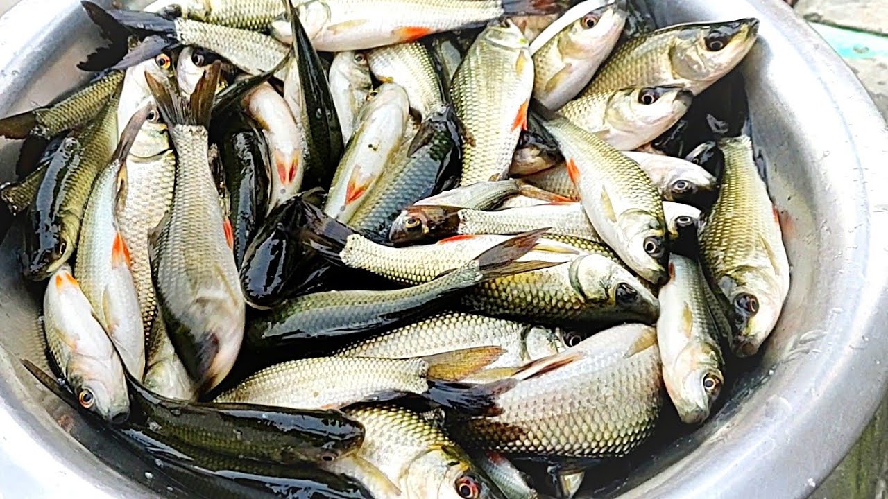 Picture of Carp Fish 2