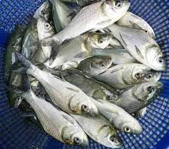 Picture of Carp Fish 3
