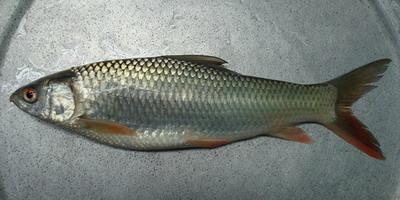 Picture of Carp Fish 4