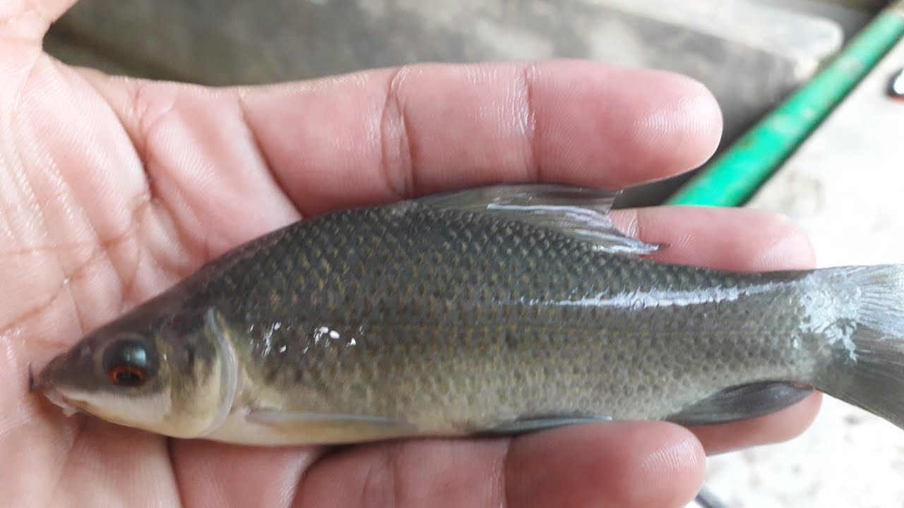 Picture of Carp Fish 5