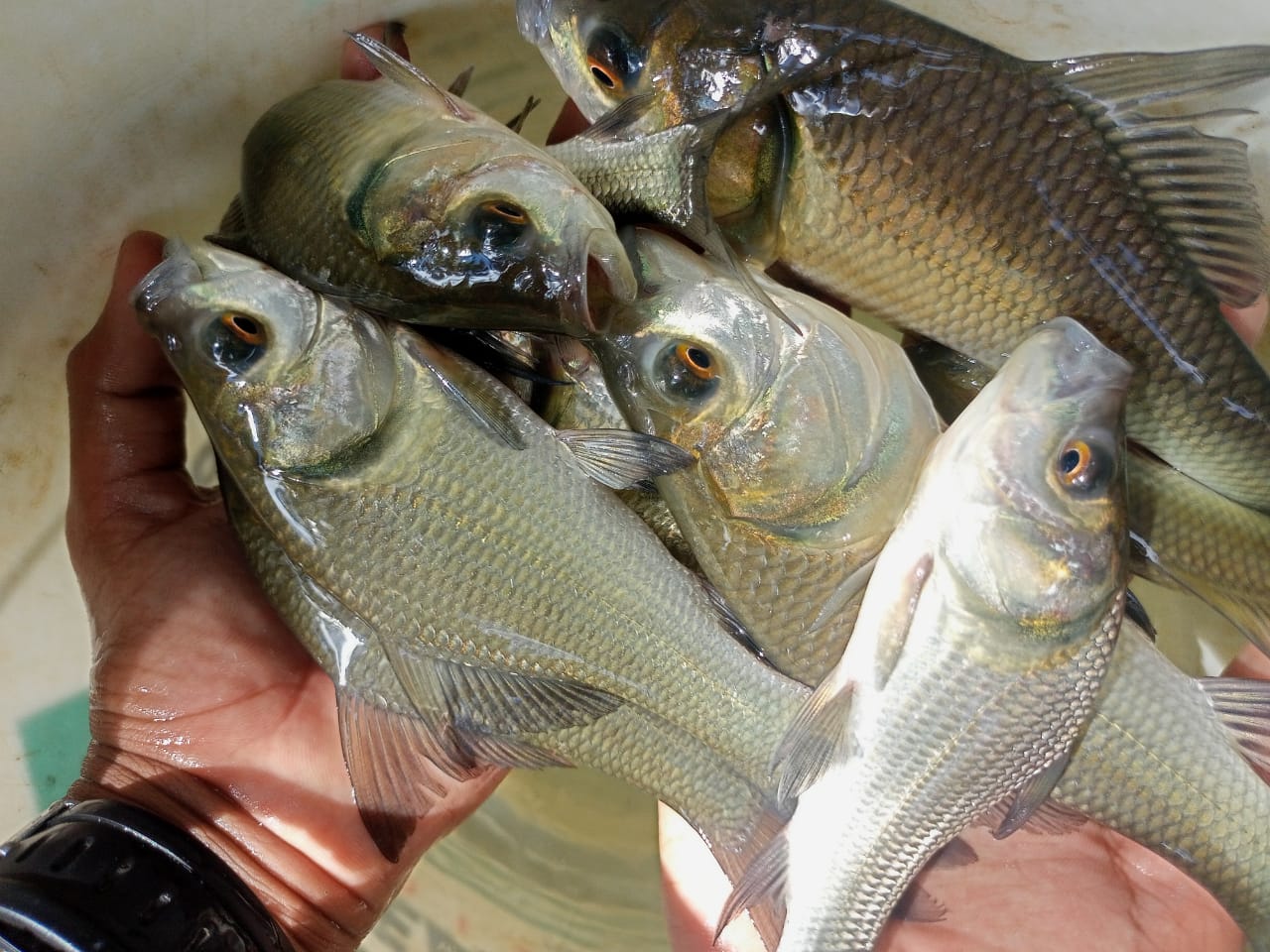 Picture of Carp Fish 6
