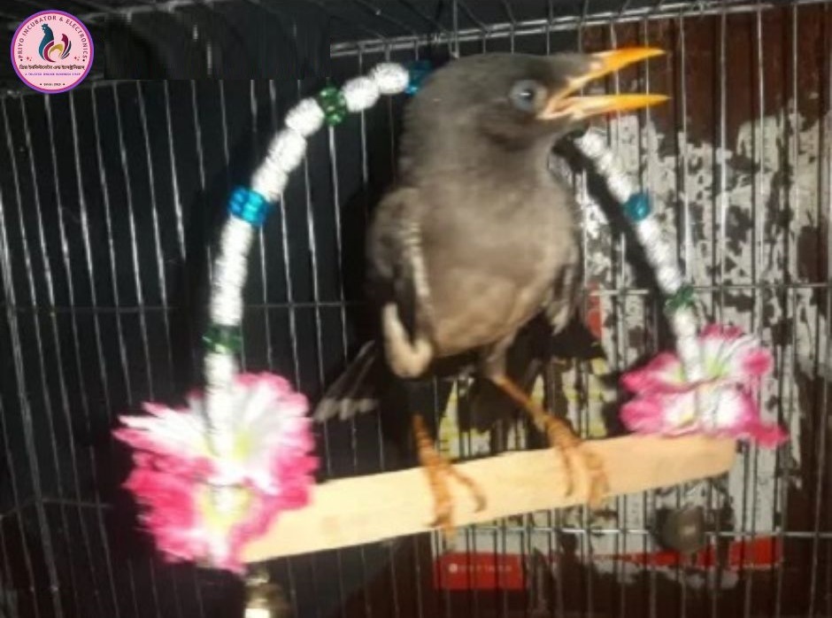Picture of Bird Cages & Aviary accessories 5