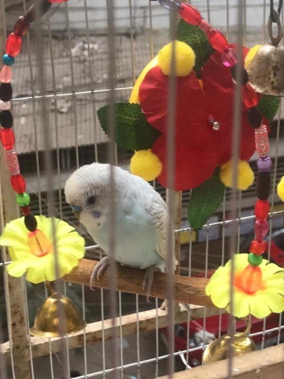 Picture of Bird Cages & Aviary accessories 3