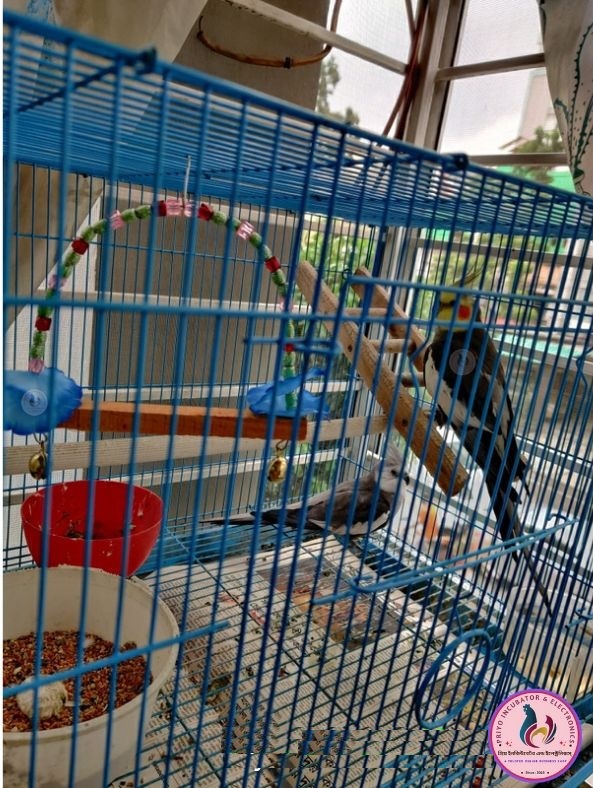Picture of Bird Cages & Aviary accessories 2