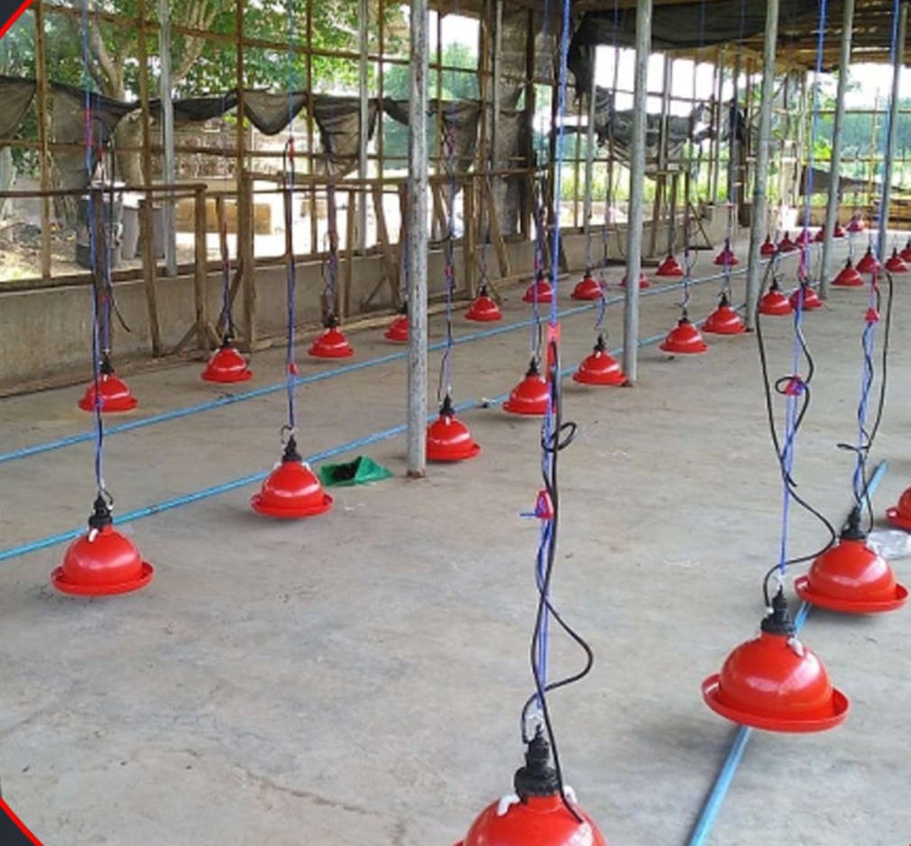 Picture of Feeders & Drinkers 14