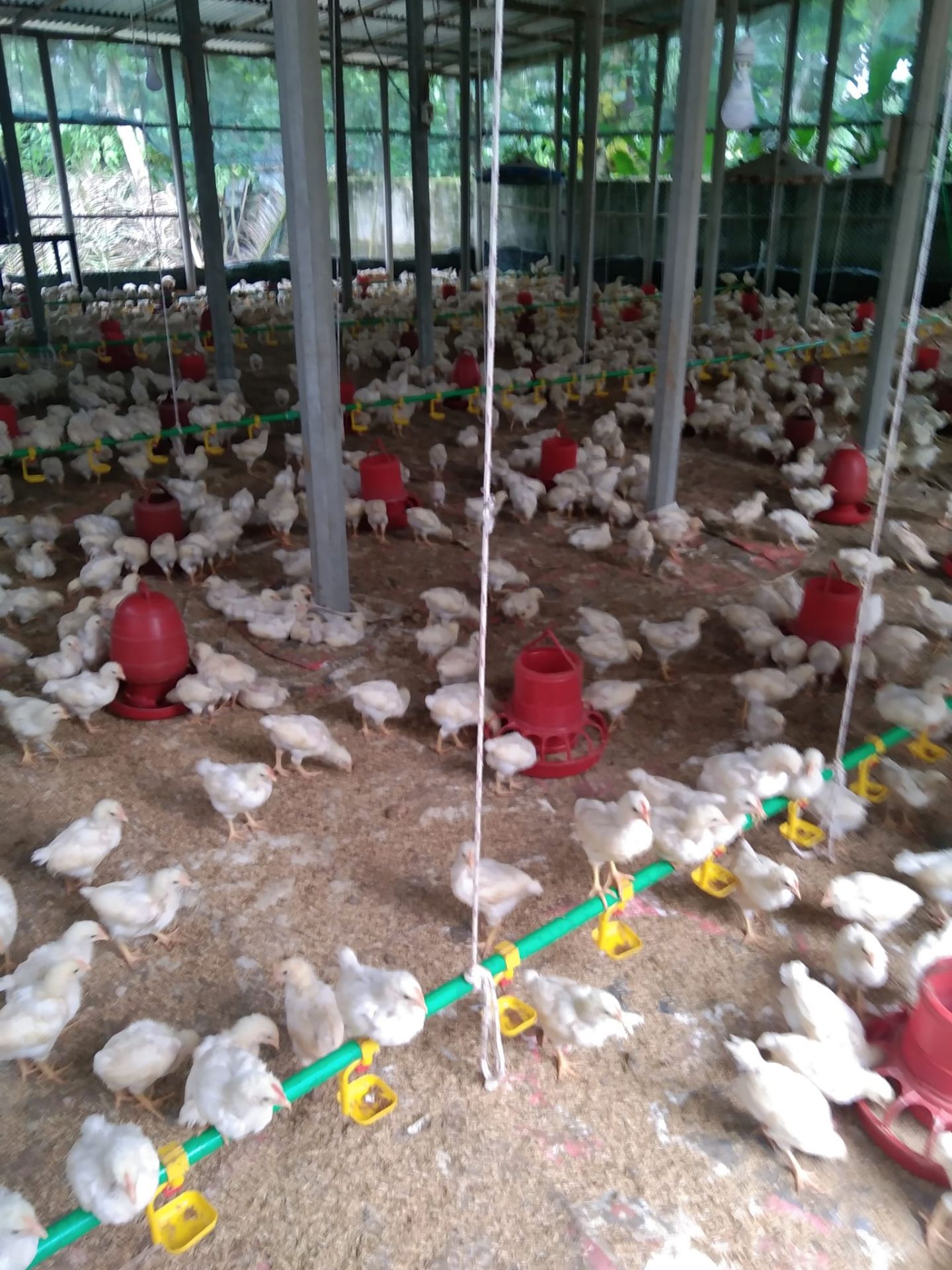 Picture of Feeders & Drinkers 16