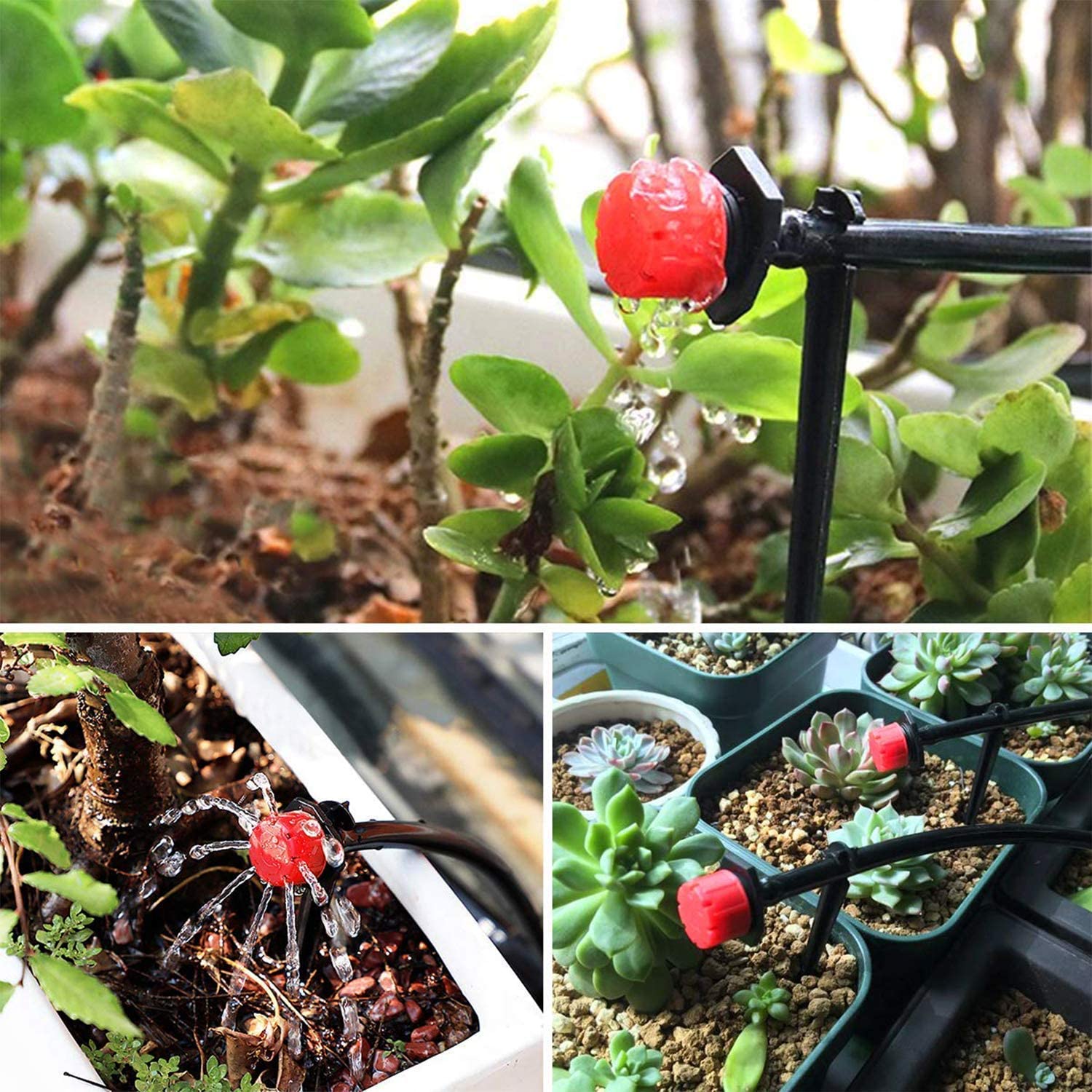 Picture of Drip Irrigation 1