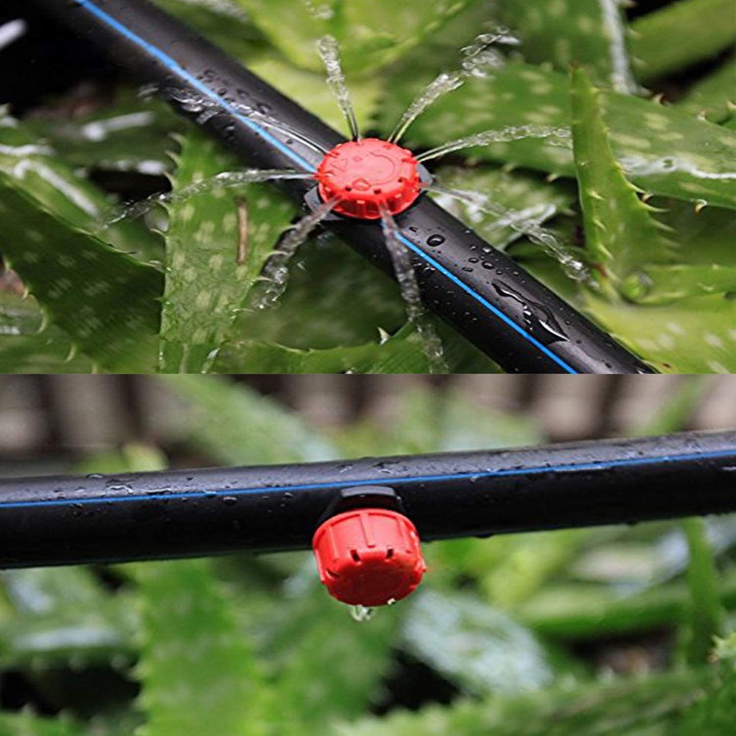 Picture of Drip Irrigation 1