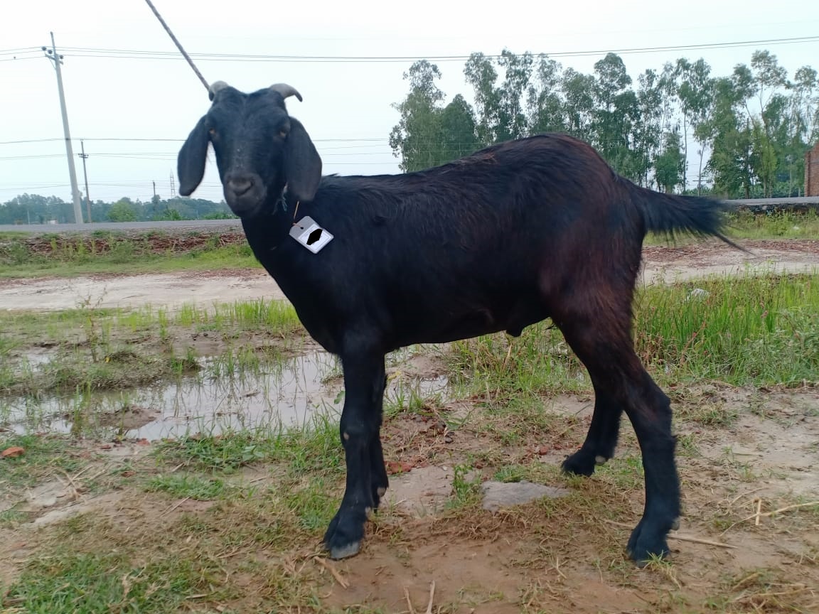 Picture of Black Bengal 1