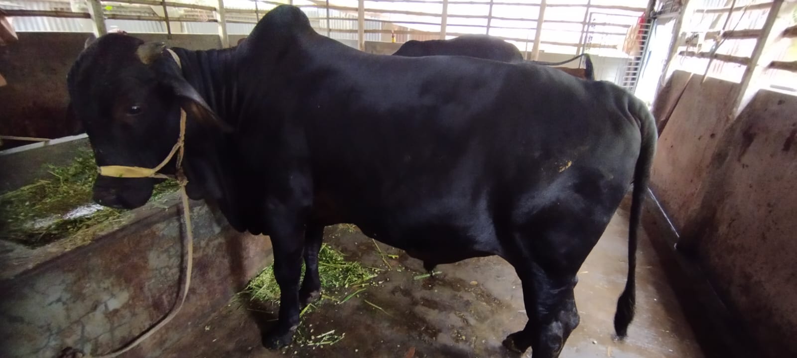 Picture of Shahiwal 4