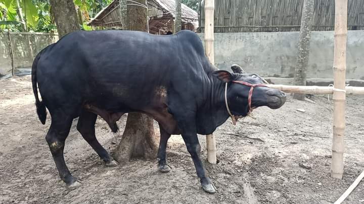 Picture of Shahiwal 6