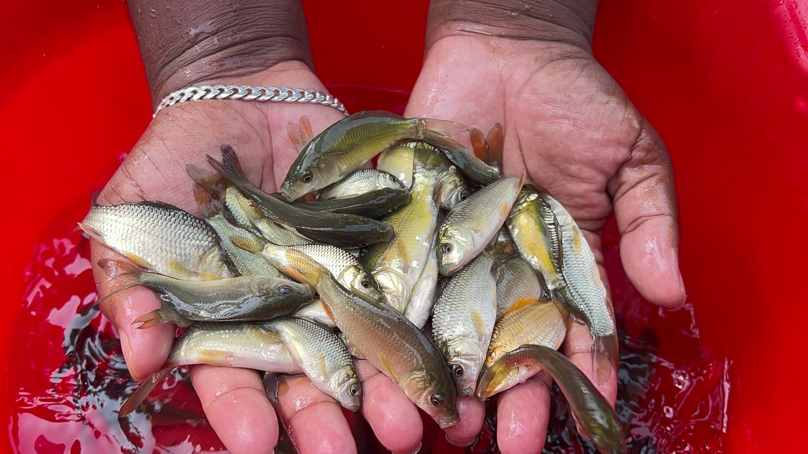 Picture of Carp Fish 8