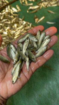 Picture of Carp Fish 9