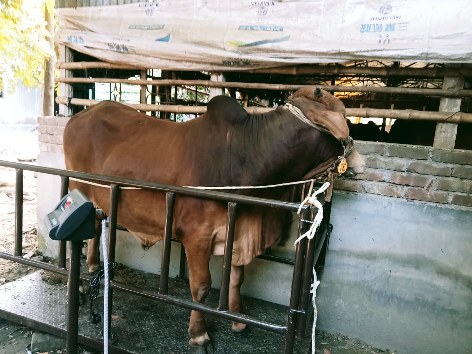 Picture of Shahiwal 9