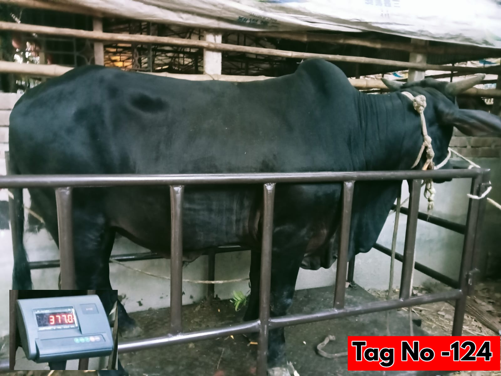Picture of Shahiwal 11