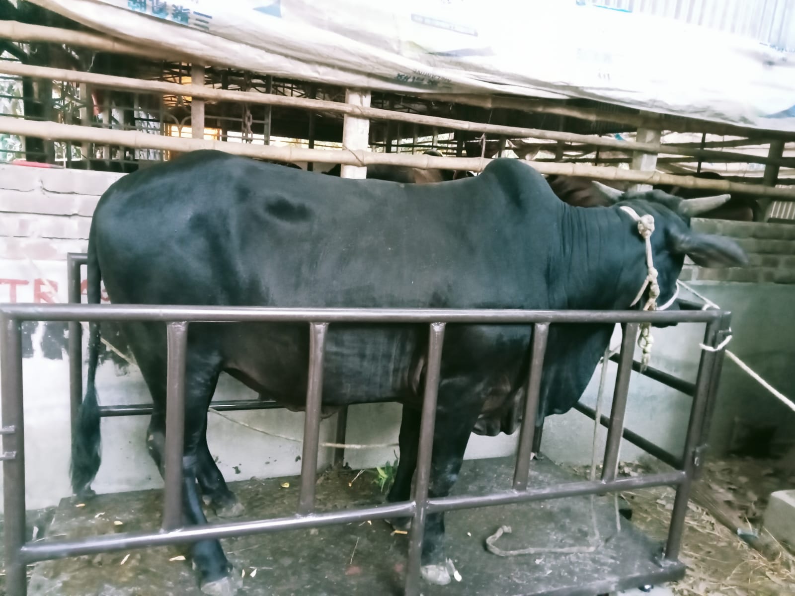 Picture of Shahiwal 11