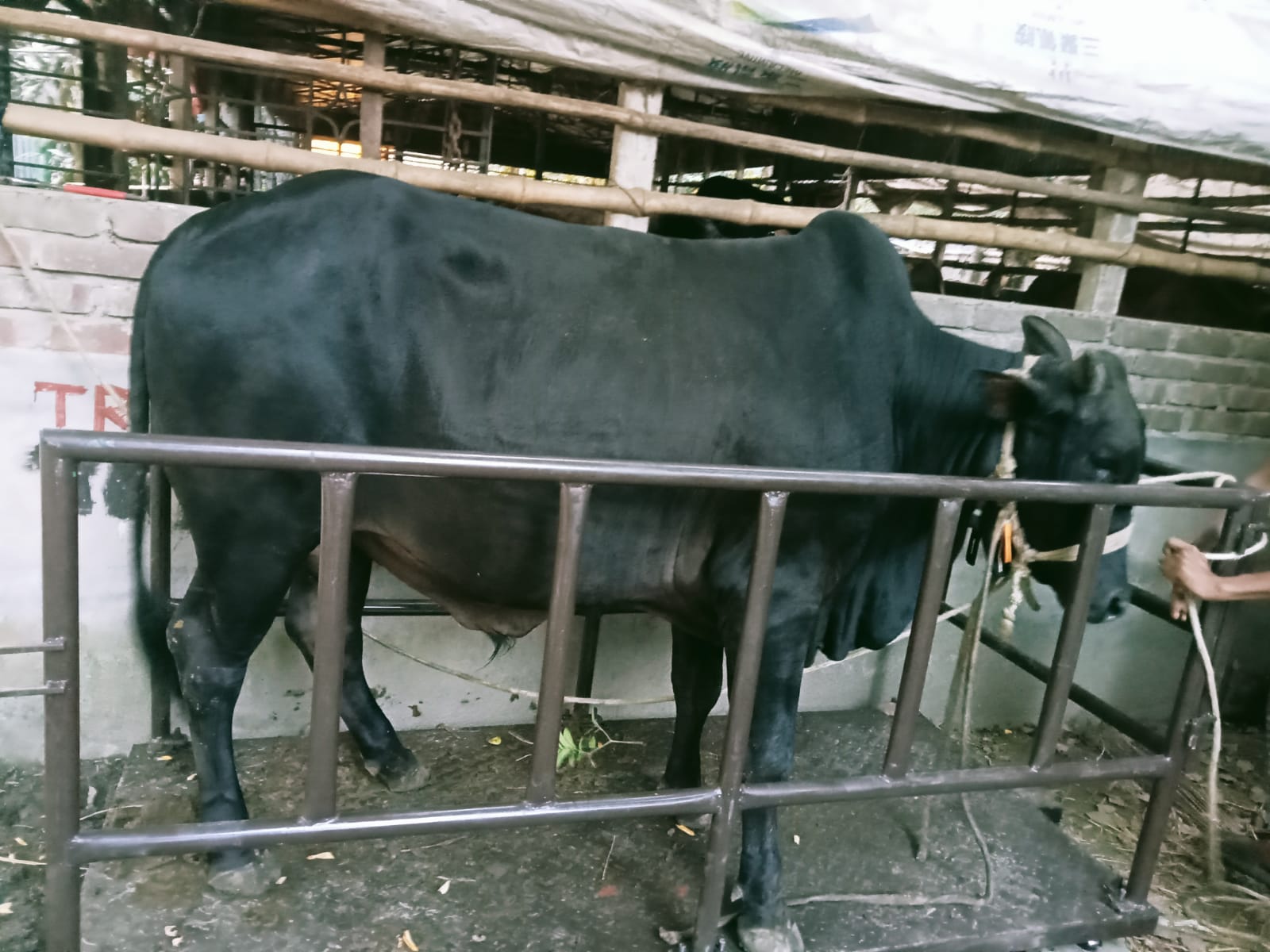 Picture of Shahiwal 11