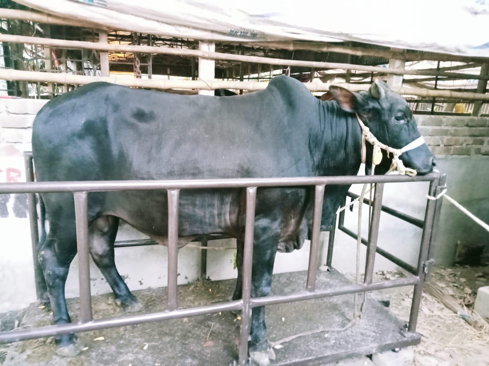 Picture of Shahiwal 11