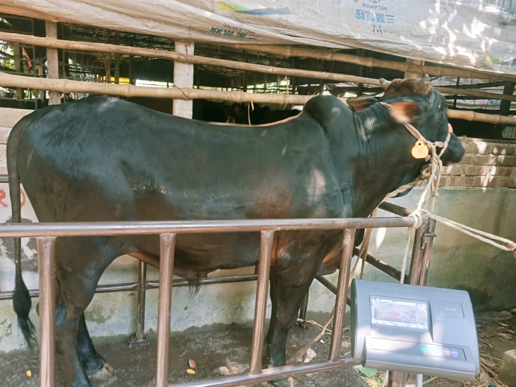 Picture of Shahiwal 12