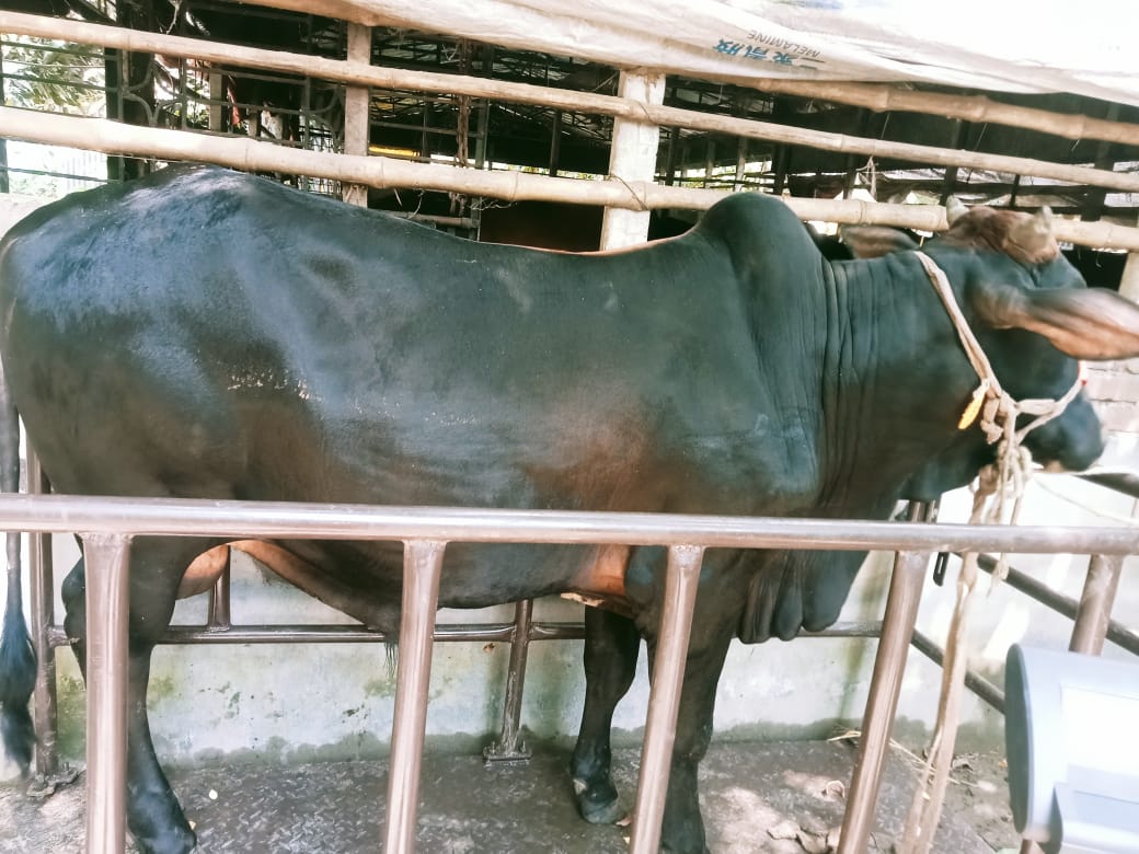 Picture of Shahiwal 12