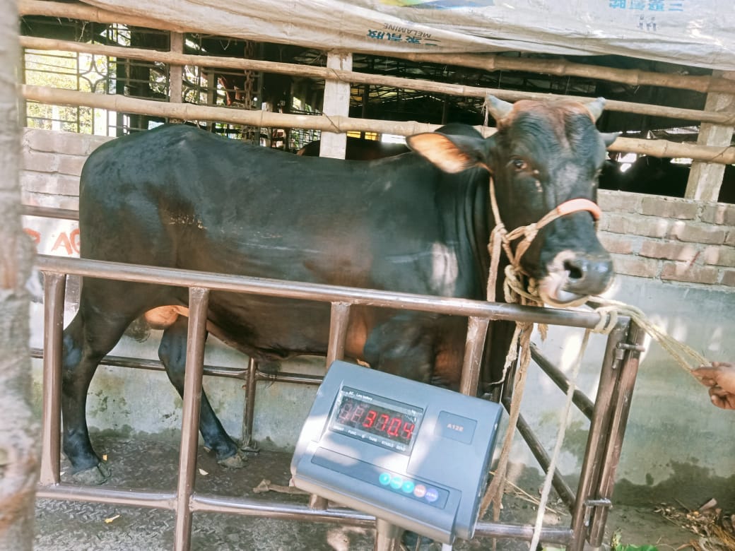 Picture of Shahiwal 12