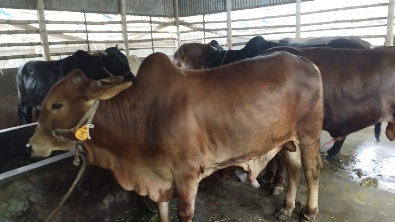 Picture of Shahiwal 13