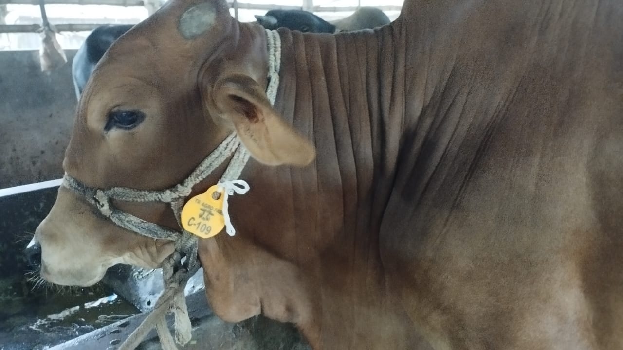 Picture of Shahiwal 13