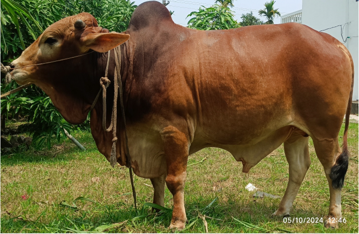 Picture of Shahiwal 14