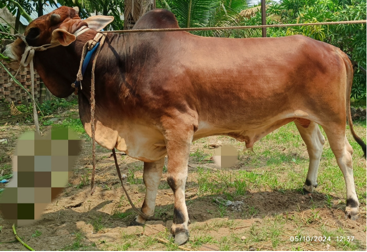 Picture of Shahiwal 15