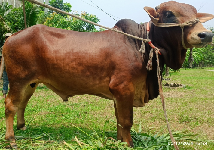 Picture of Shahiwal 19