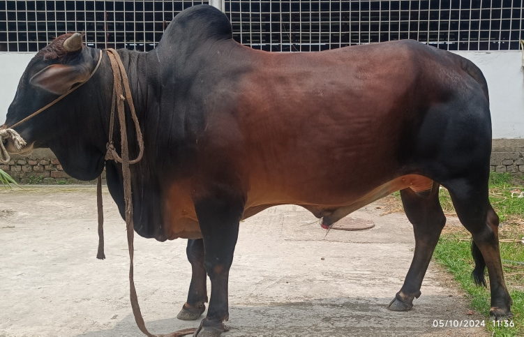 Picture of Shahiwal 20