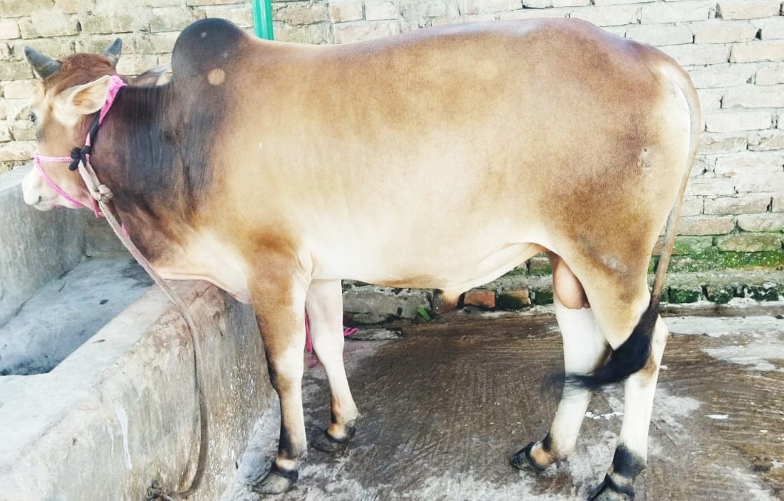 Picture of Deshal 89