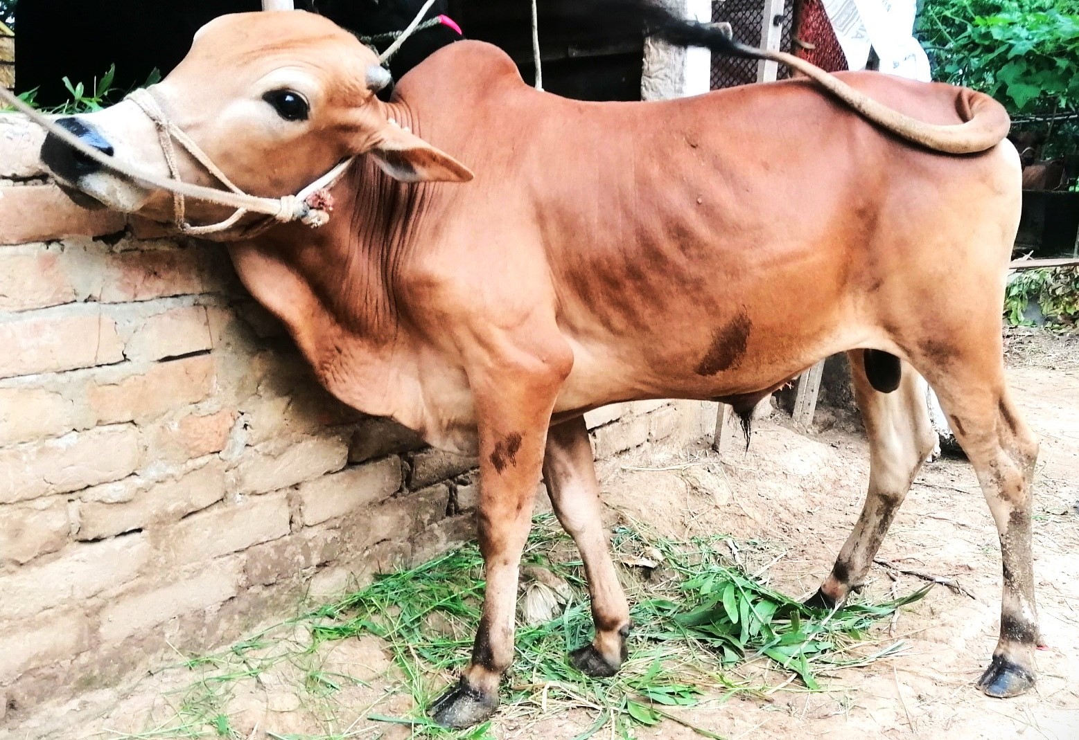 Picture of Deshal Light Brown (Tag No: 137)