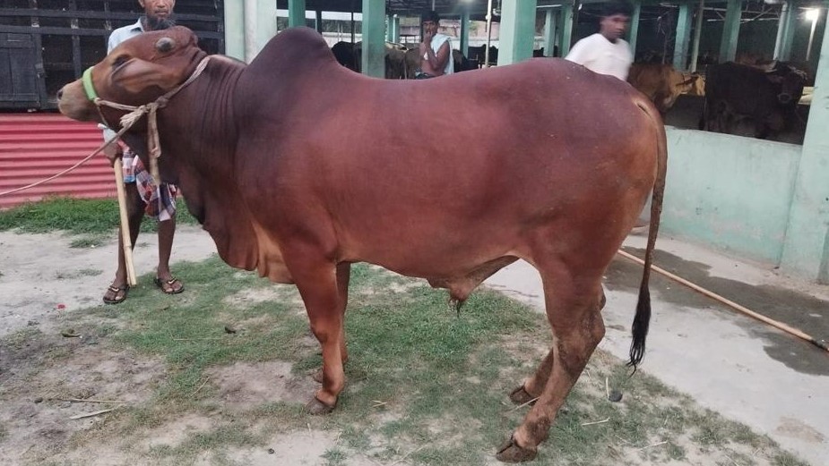 Picture of Shahiwal 22