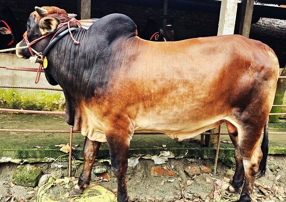 Picture of Deshal 96