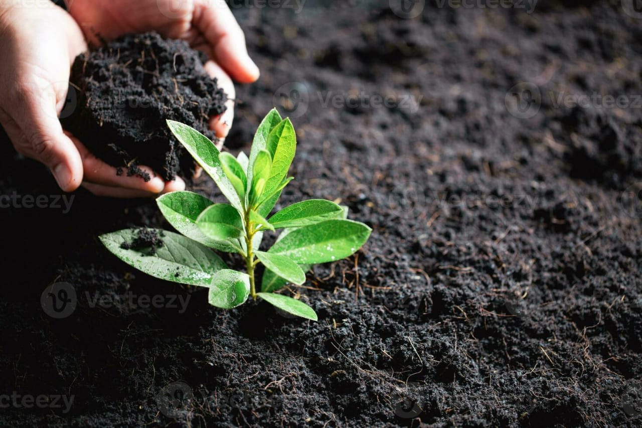 Picture of Organic Fertilizers 1