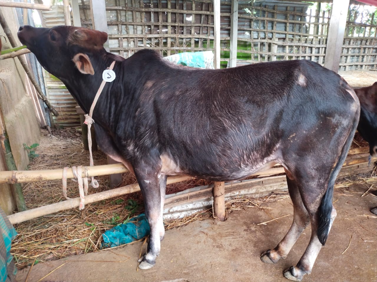 Picture of Deshi Black (Tag No: 1130)